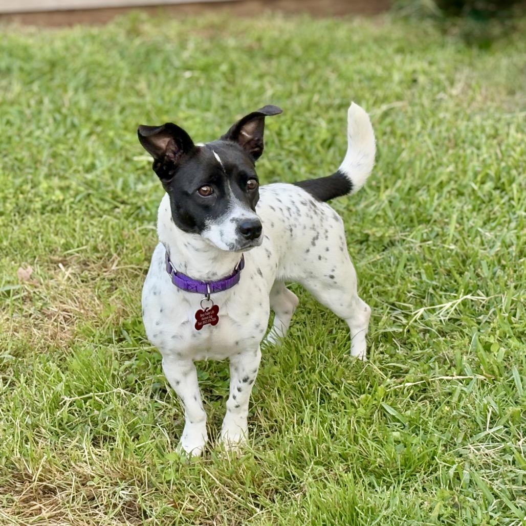 Eryn, Adoptable, Adult Female Rat Terrier.