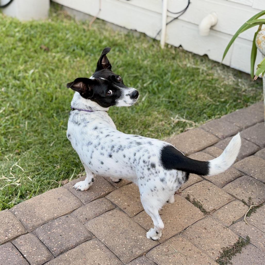 Eryn, a Adoptable Rat Terrier in Katy, TX image 2/2