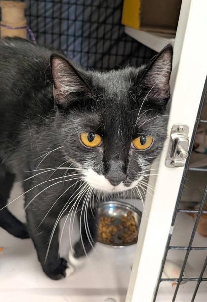 Enlarge Winnie Harlow, an adopted Domestic Short Hair in Neenah, WI image 1/1