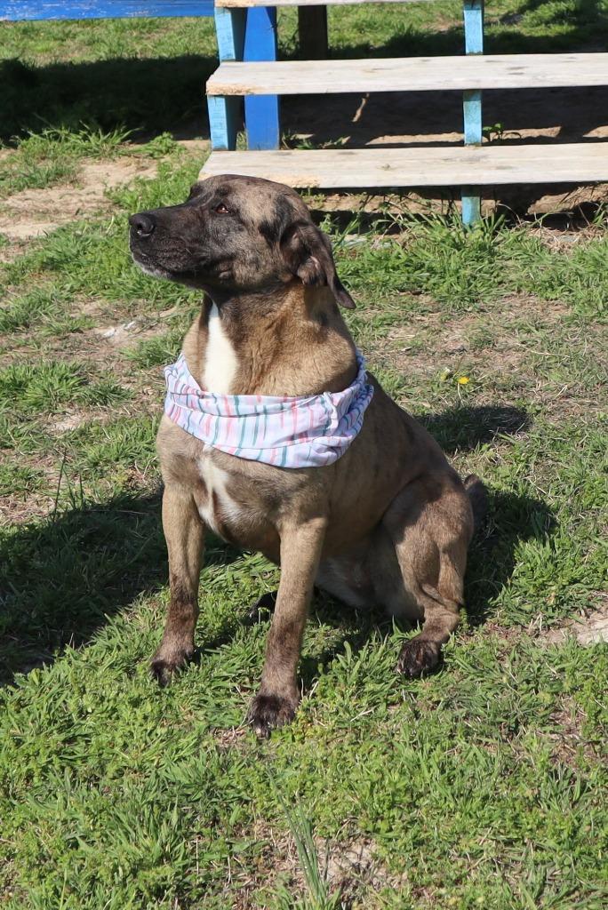 Enlarge Ralphine, a Adoptable Mixed Breed in Jonesboro, AR image 1/5