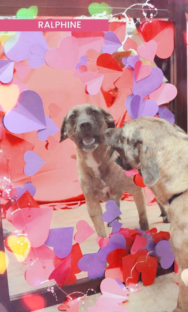 Enlarge Ralphine, a Adoptable Mixed Breed in Jonesboro, AR image 2/5