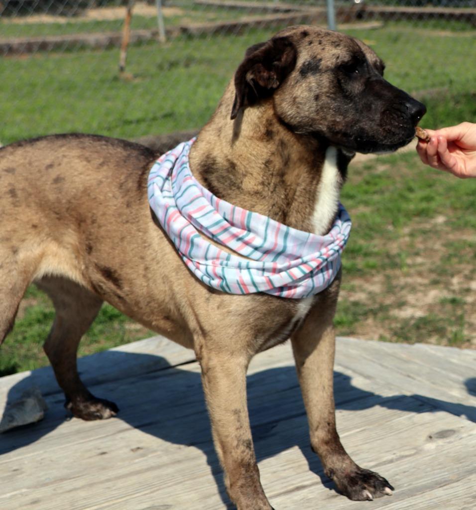 Enlarge Ralphine, a Adoptable Mixed Breed in Jonesboro, AR image 3/5