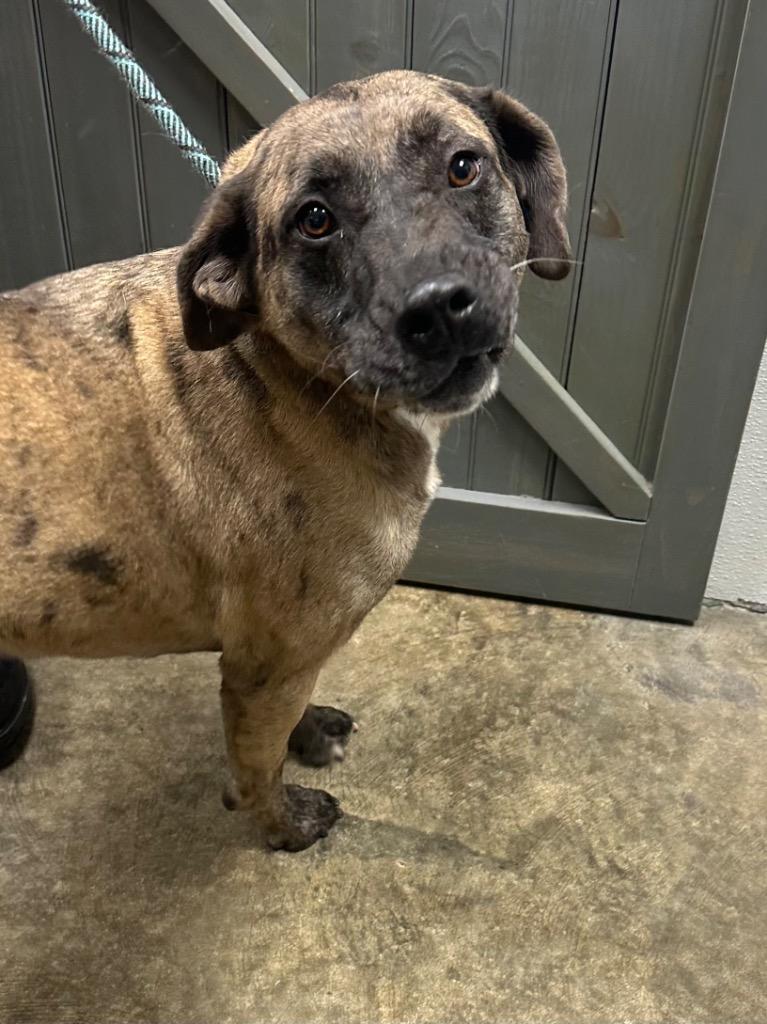 Enlarge Ralphine, a Adoptable Mixed Breed in Jonesboro, AR image 1/2