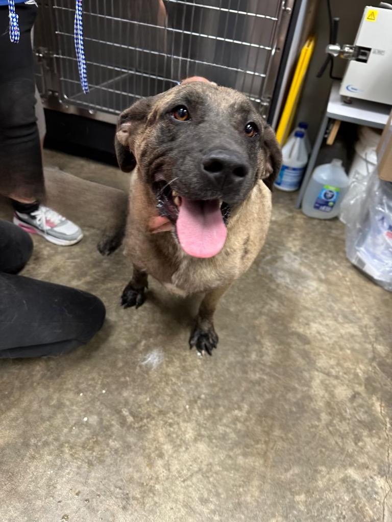 Enlarge Ralphine, a Adoptable Mixed Breed in Jonesboro, AR image 2/2