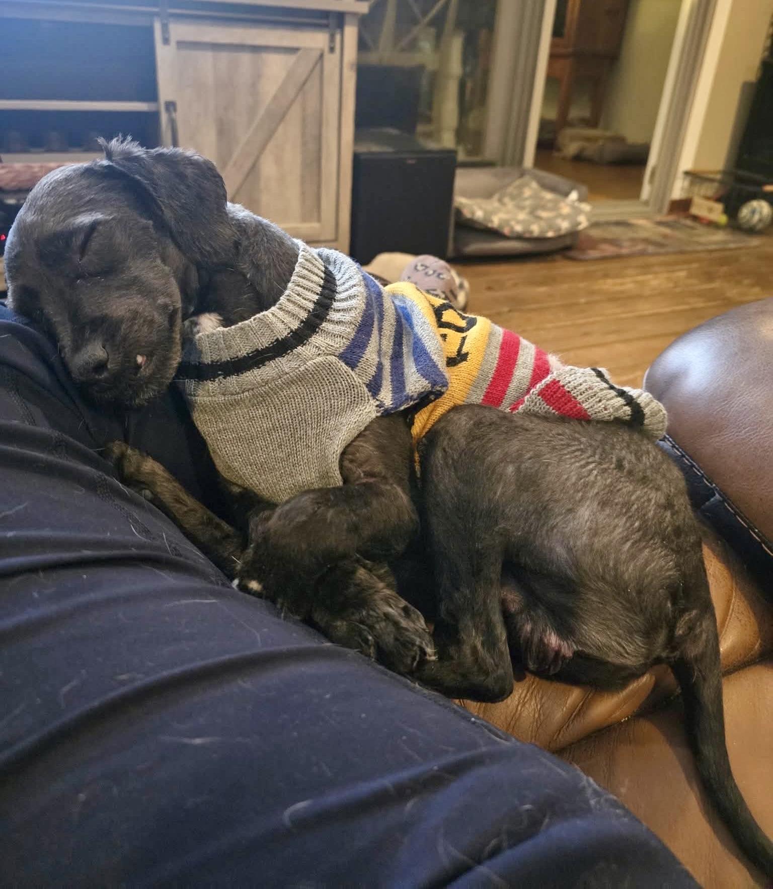 Enlarge Shawn, a Adoptable mixed breed in Westwood, NJ image 5/5