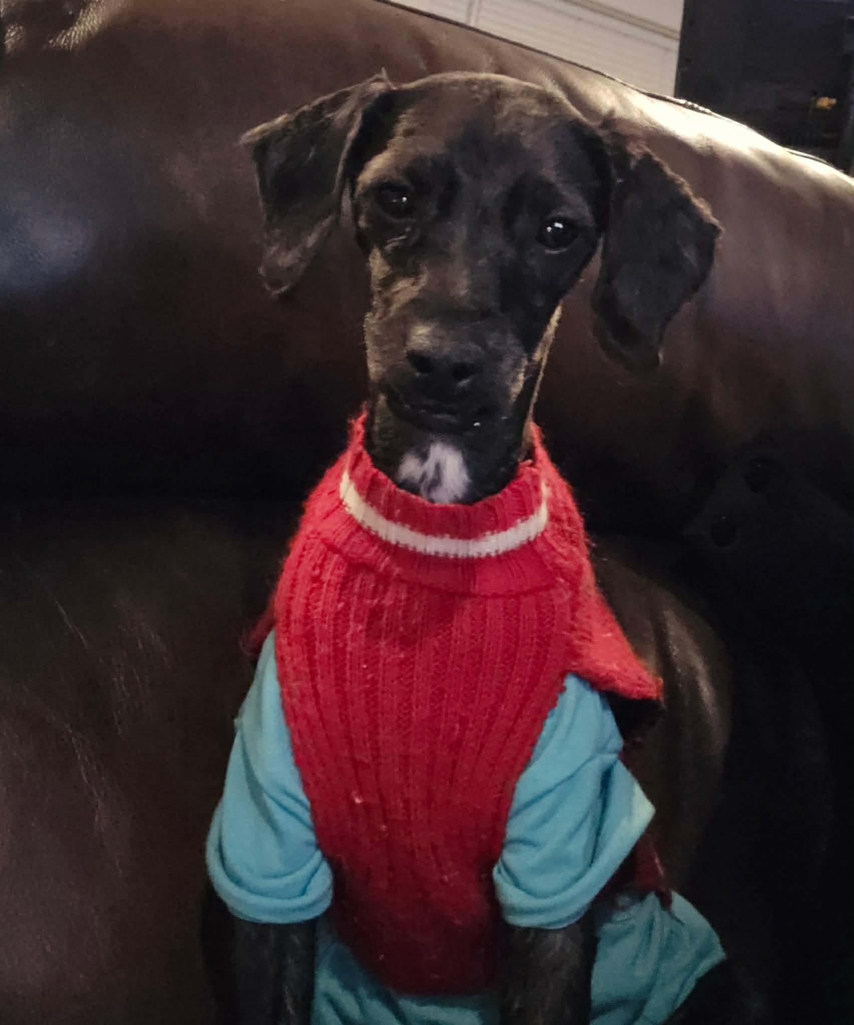 Enlarge Shawn, a Adoptable mixed breed in Westwood, NJ image 1/5