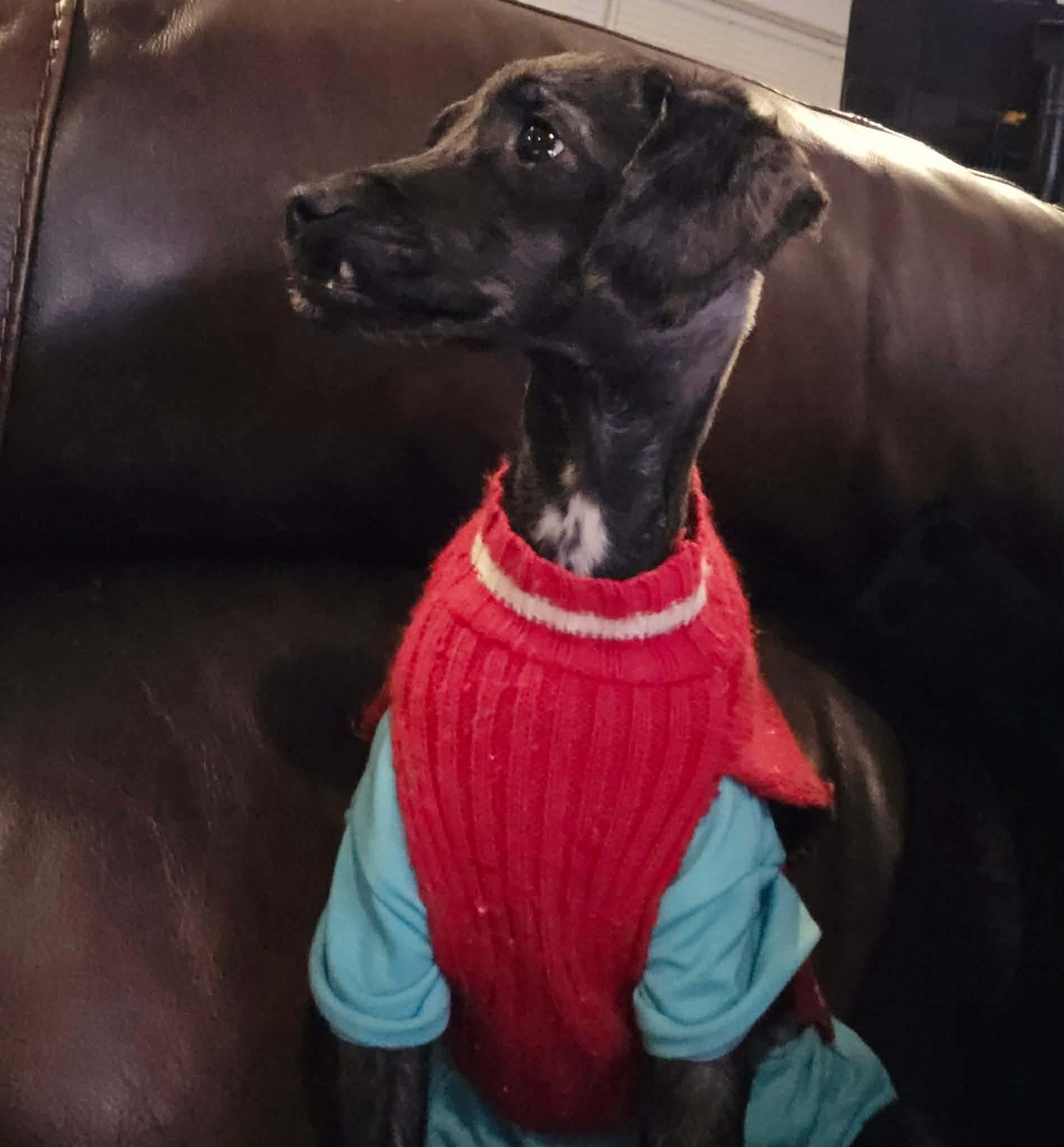 Enlarge Shawn, a Adoptable mixed breed in Westwood, NJ image 4/5