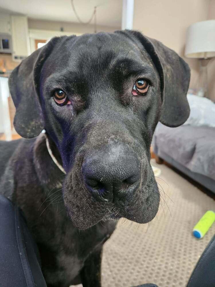 ReyRey, Adoptable, Young Male Cane Corso.