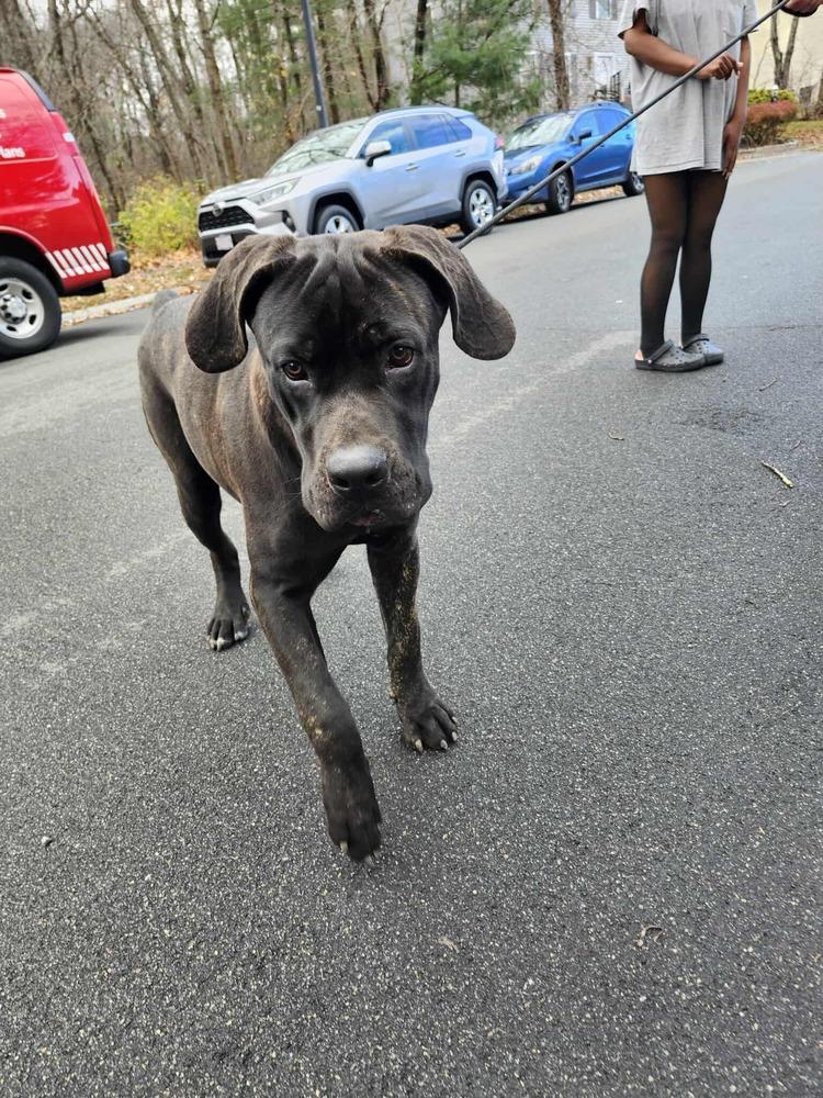 ReyRey, Adoptable, Young Male Cane Corso.