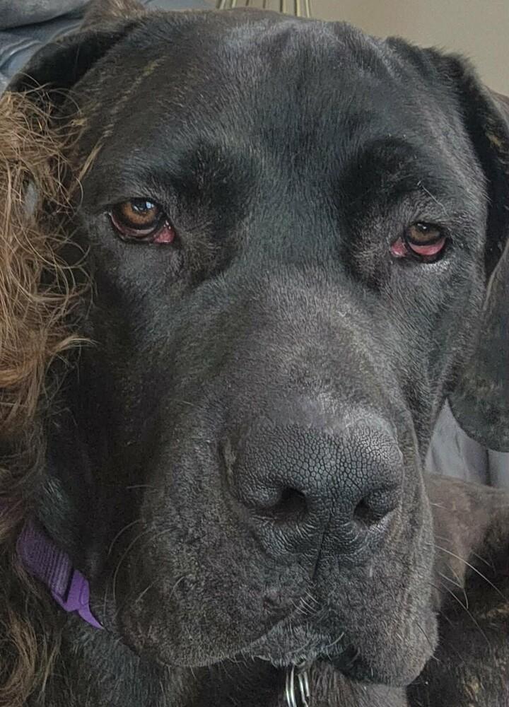 Enlarge ReyRey, a Adoptable mixed breed in Groveland, MA image 2/6