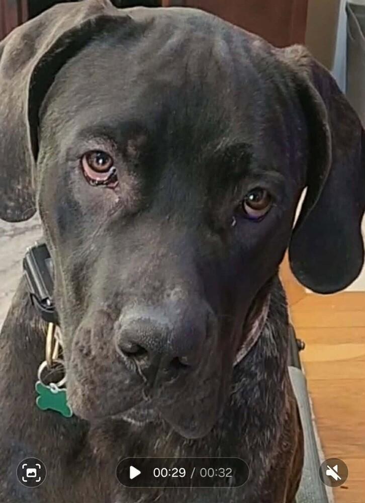 Enlarge ReyRey, a Adoptable mixed breed in Groveland, MA image 3/6