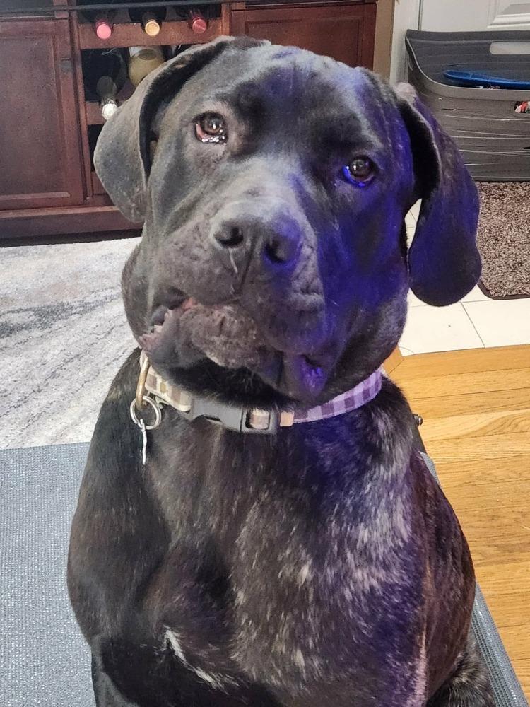 Enlarge ReyRey, a Adoptable mixed breed in Groveland, MA image 4/6