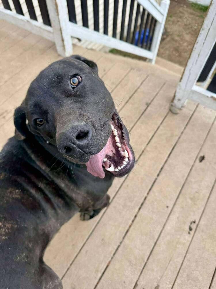 Enlarge ReyRey, a Adoptable mixed breed in Groveland, MA image 1/3