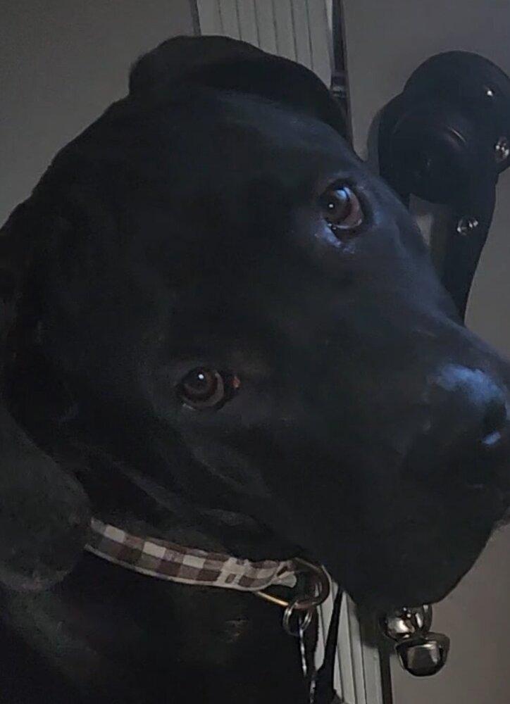 Enlarge ReyRey, a Adoptable mixed breed in Groveland, MA image 5/6