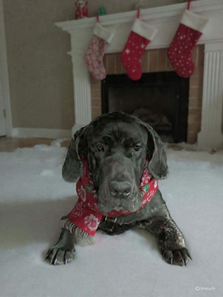 Enlarge ReyRey, a Adoptable mixed breed in Groveland, MA image 2/3