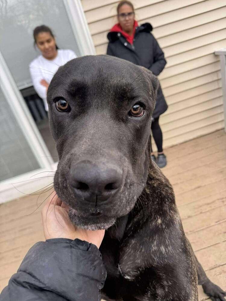 Enlarge ReyRey, a Adoptable mixed breed in Groveland, MA image 3/3