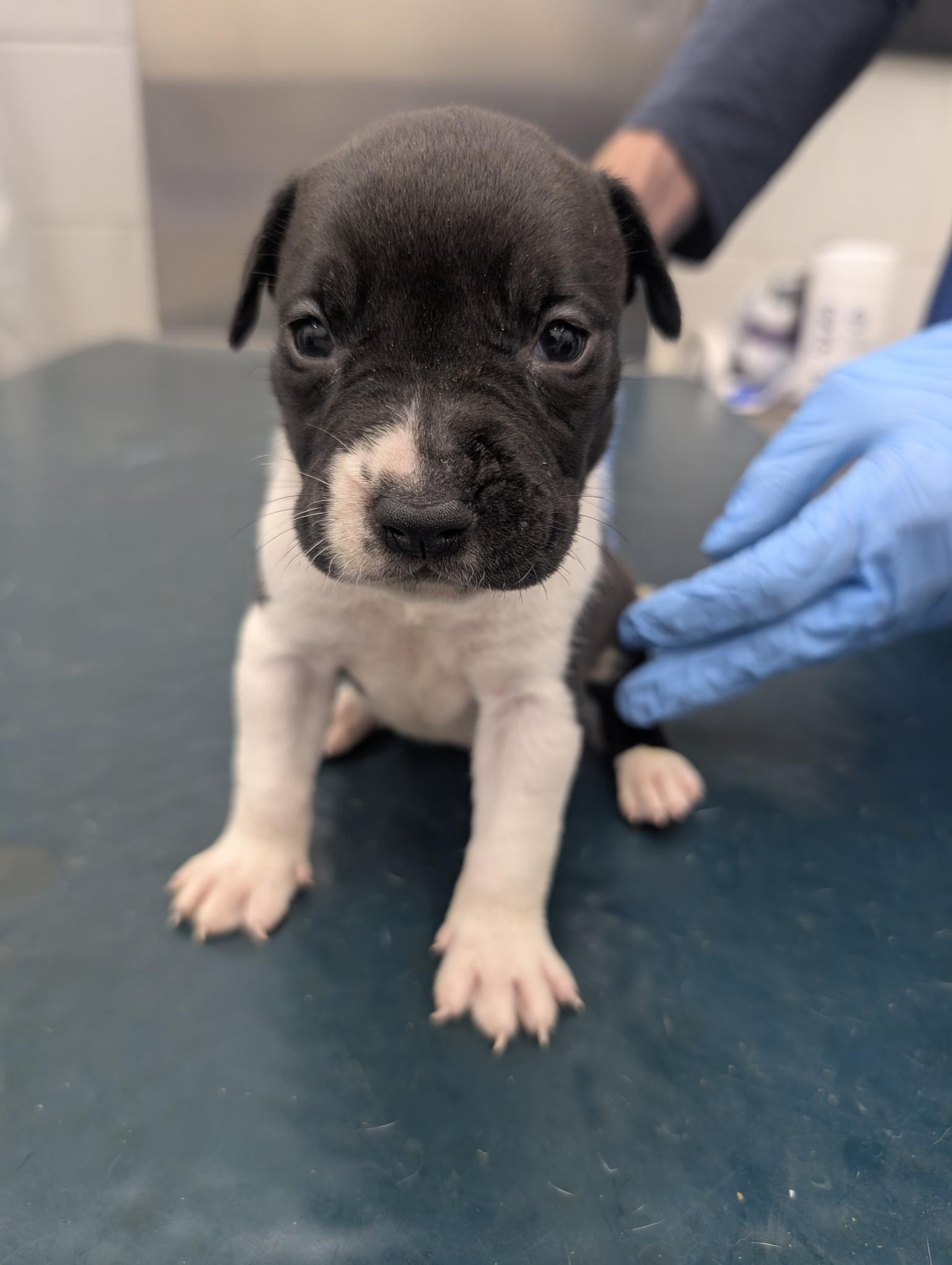 Micah, Adoptable, Young Male American Bulldog.
