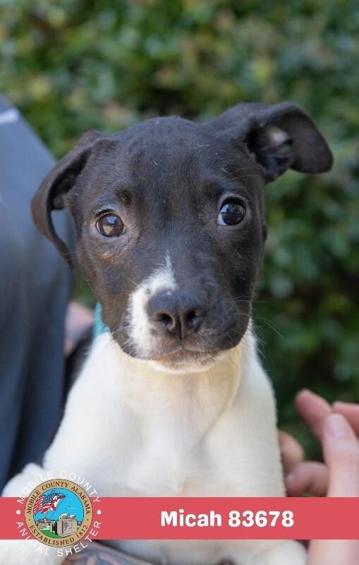 Micah, a Adoptable American Bulldog in Mobile, AL image 2/3