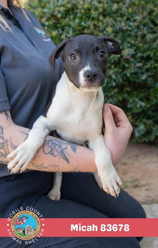 Micah, a Adoptable American Bulldog in Mobile, AL image 3/3