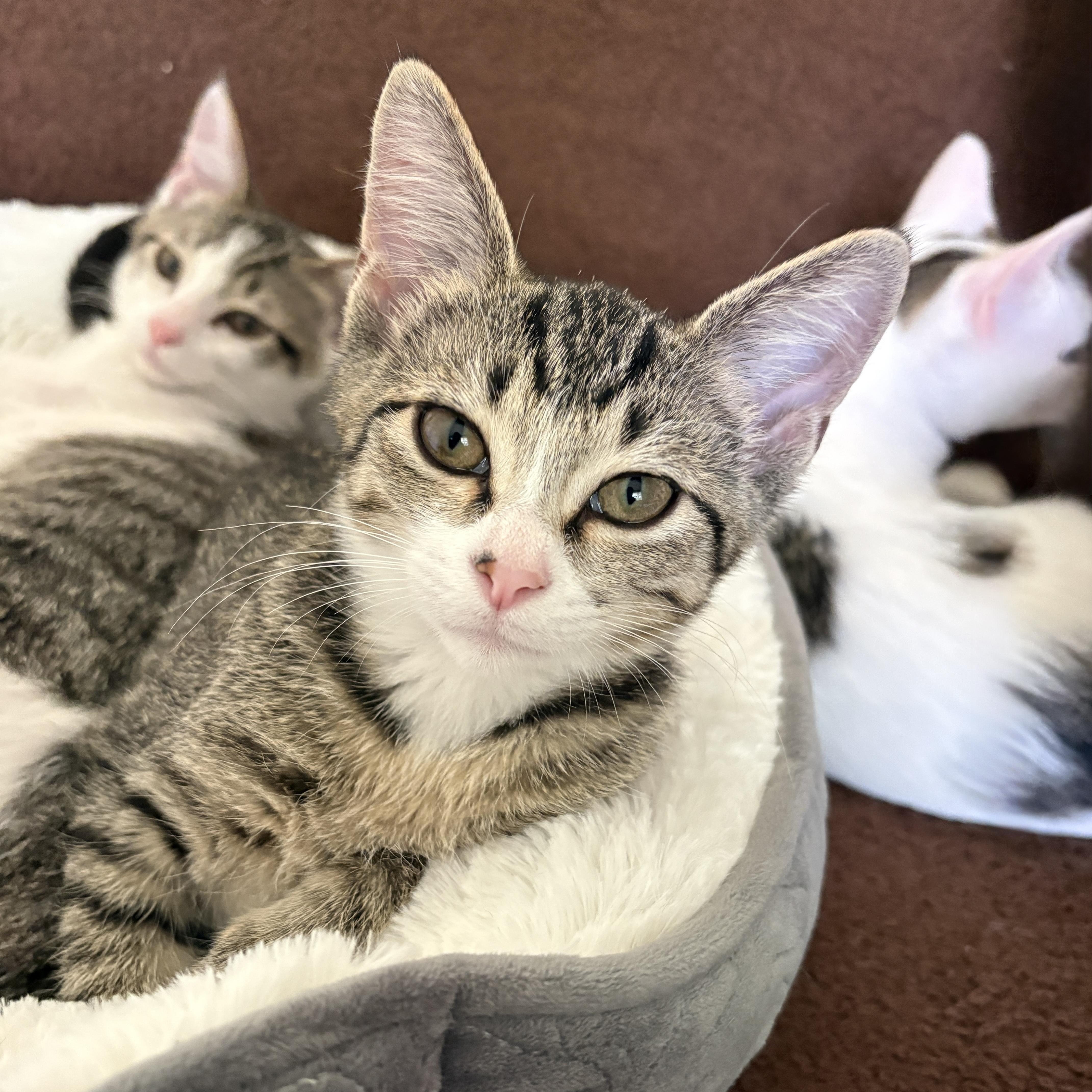 Blossom, a ADOPTABLE Domestic Short Hair in Bentonville, AR image 5/5