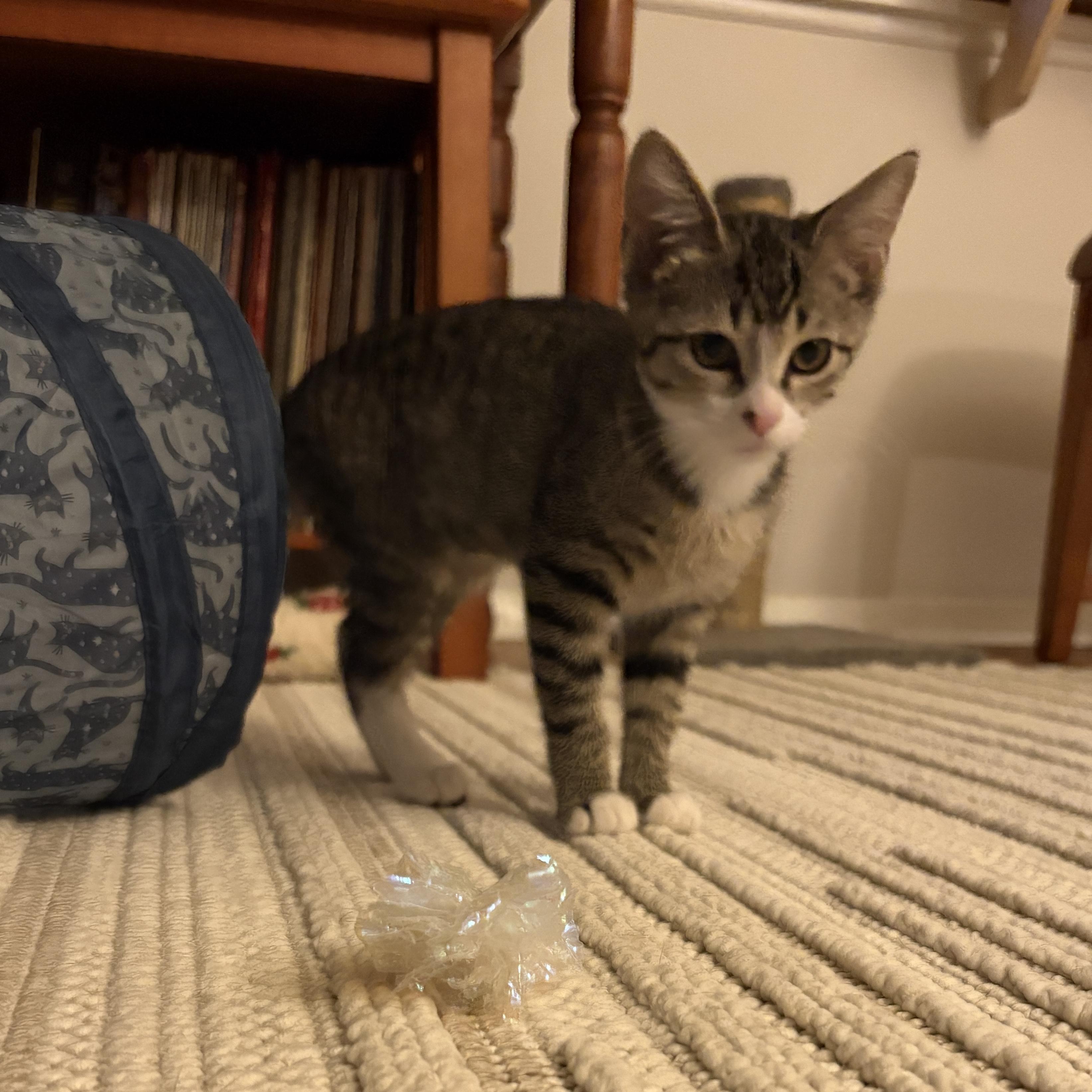 Blossom, a ADOPTABLE Domestic Short Hair in Bentonville, AR image 4/5