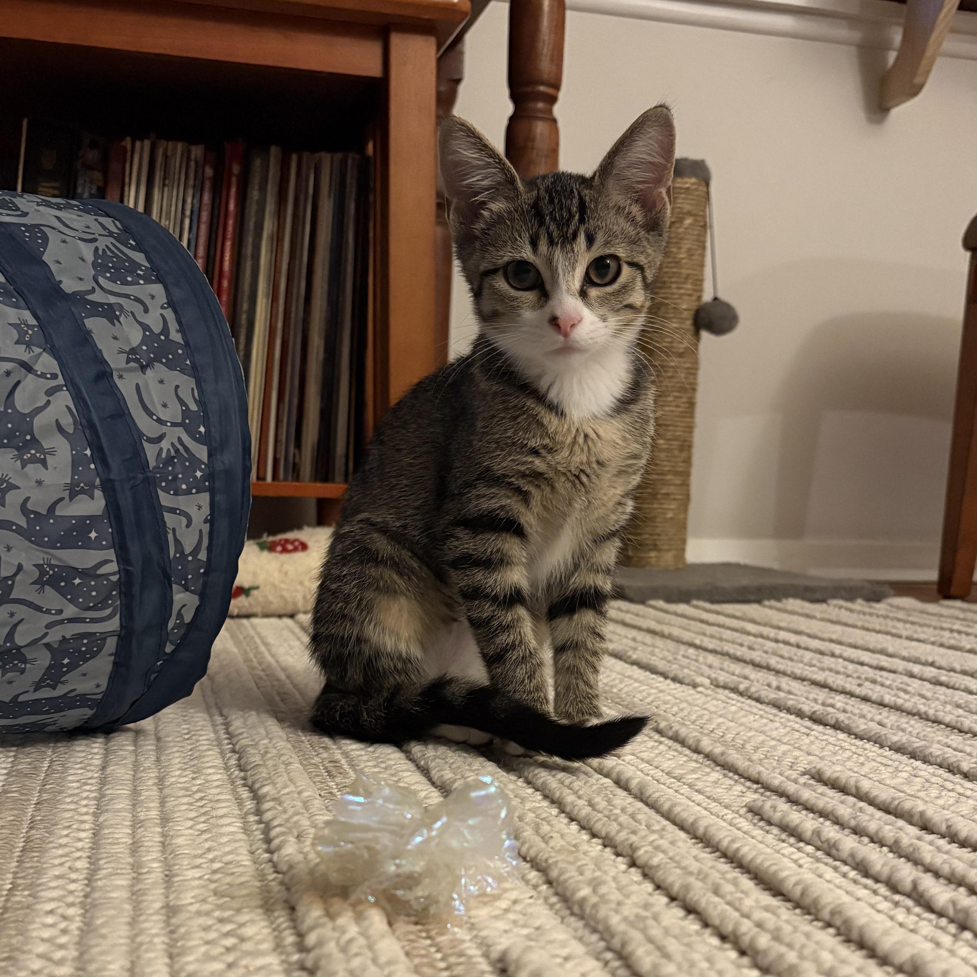 Blossom, ADOPTABLE, Kitten Female Domestic Short Hair.