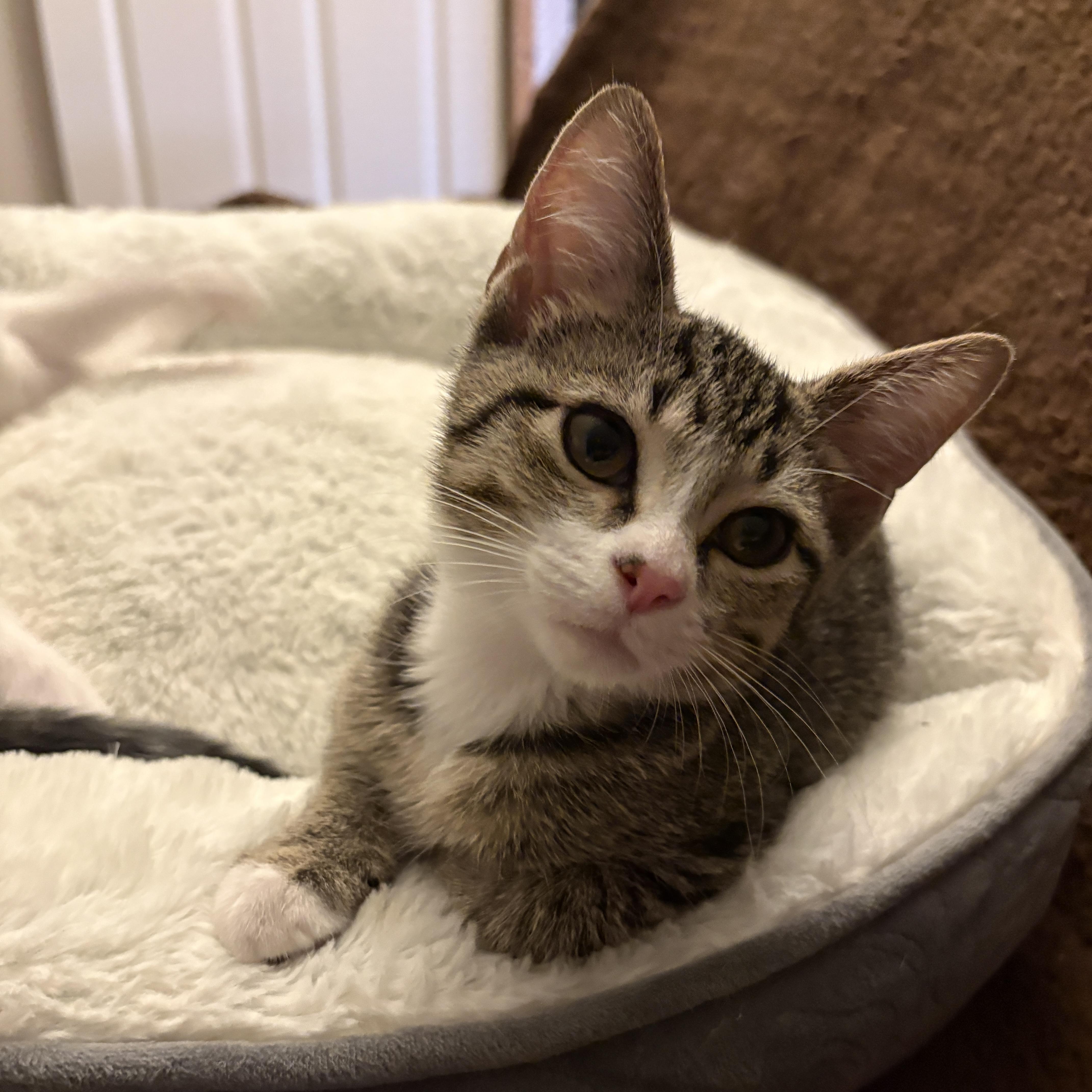 Blossom, a ADOPTABLE Domestic Short Hair in Bentonville, AR image 2/5