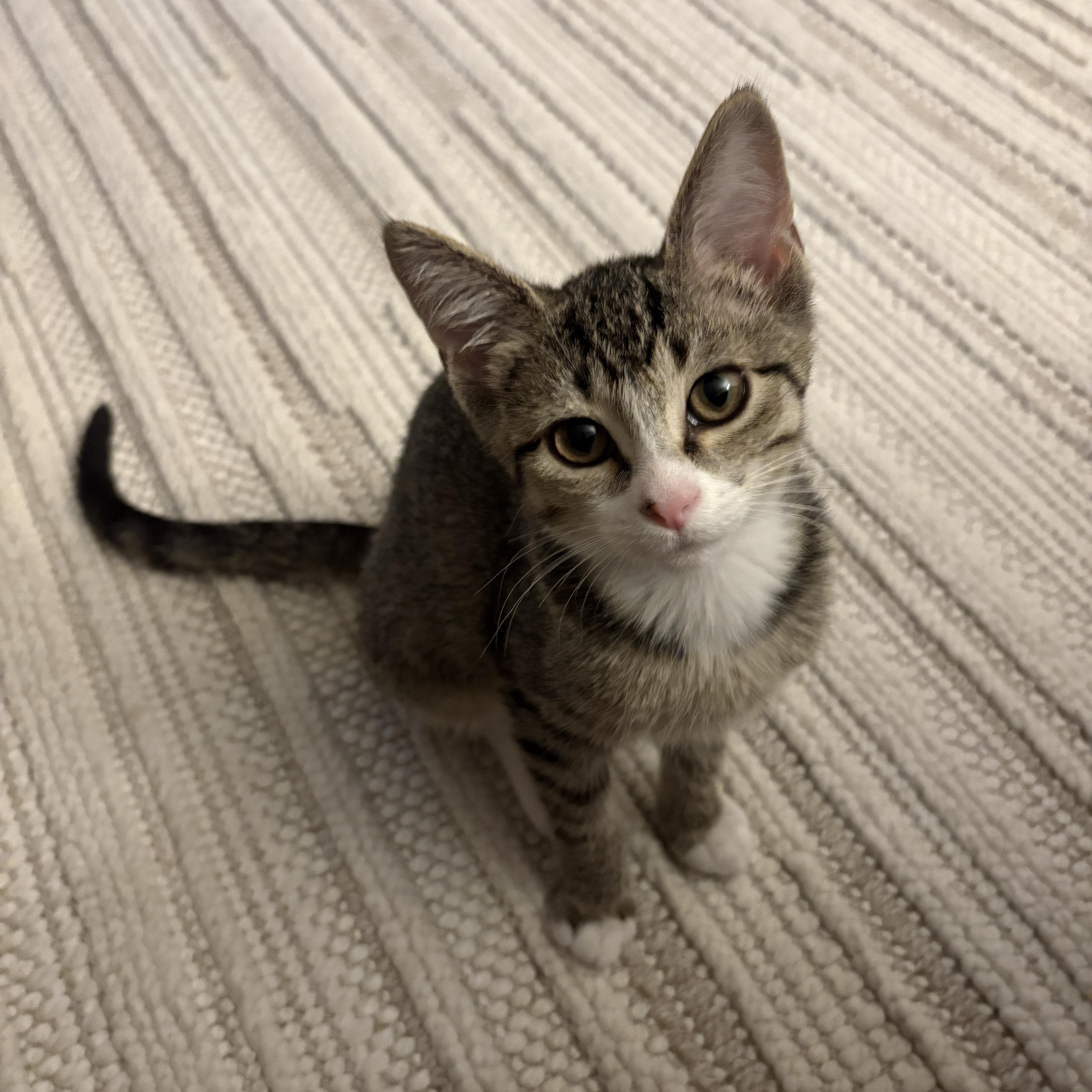 Blossom, a ADOPTABLE Domestic Short Hair in Bentonville, AR image 3/5