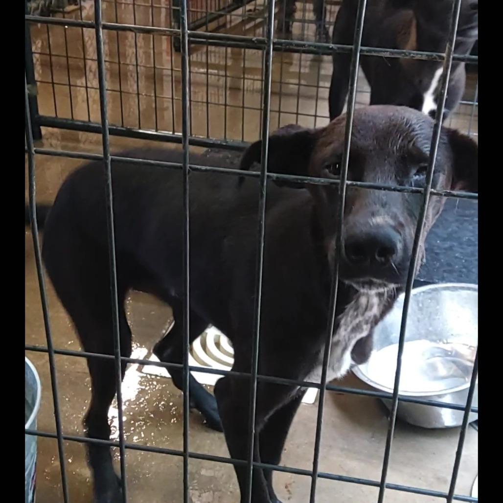 Enlarge Shadow, a Adoptable Mixed Breed in Dillon, SC image 1/1