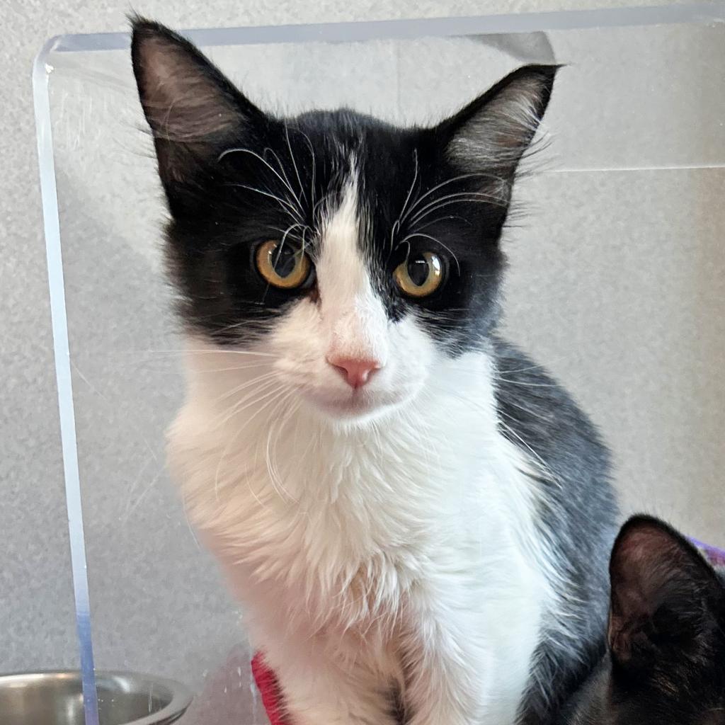 Squeak, Adoptable, Adult Male Domestic Short Hair.