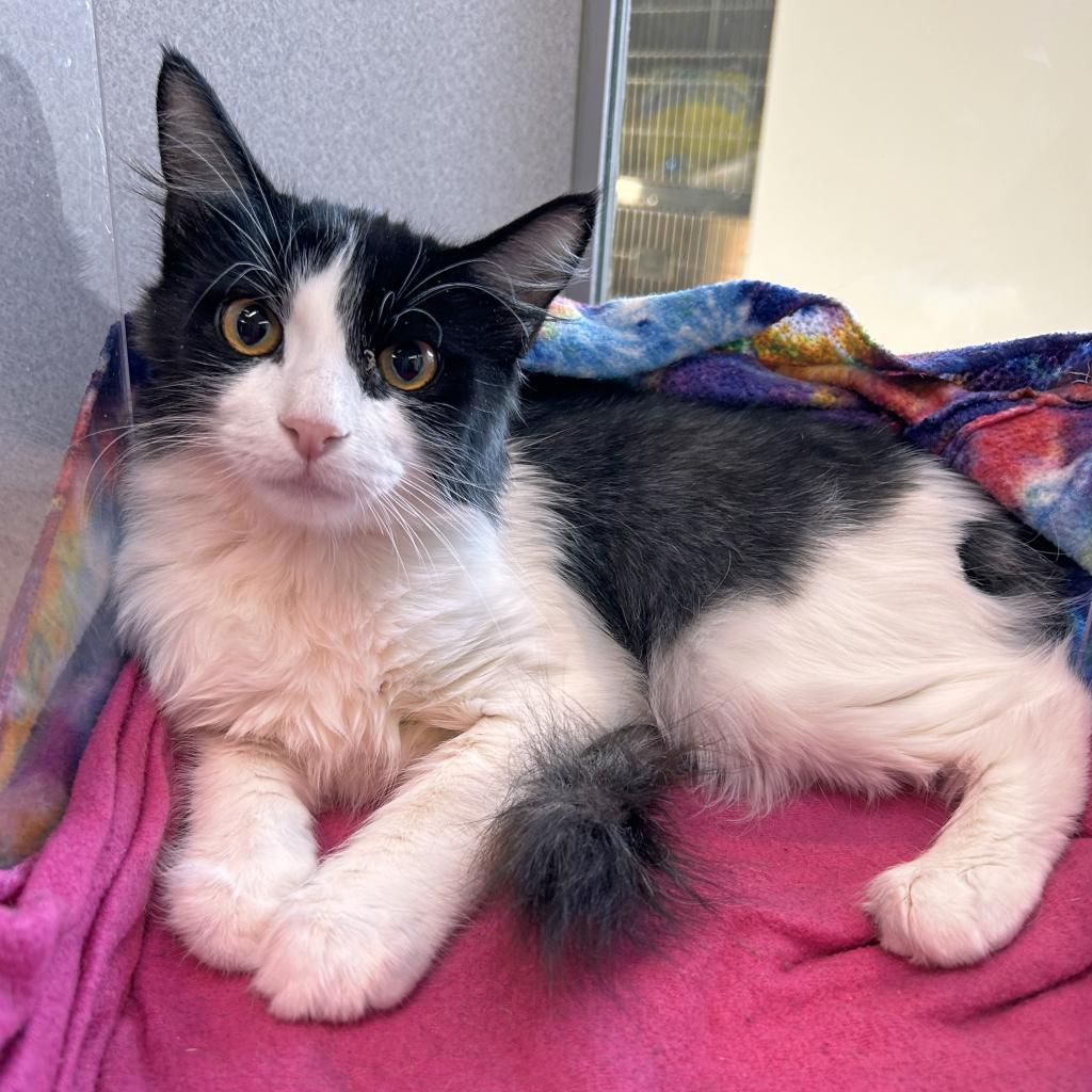 Enlarge Squeak, a Adoptable Domestic Short Hair in Hailey, ID image 2/2