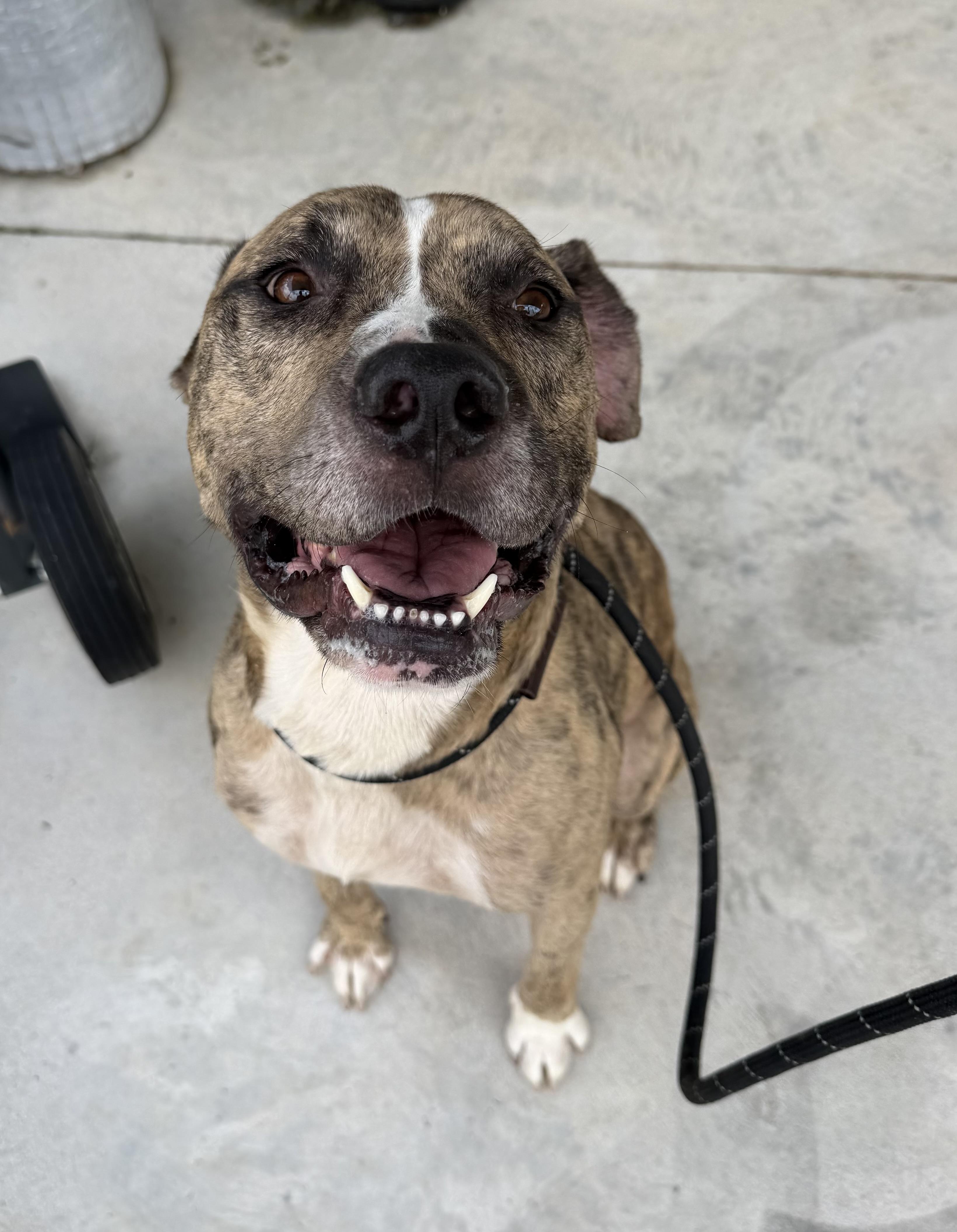 Enlarge Jonah, a Adoptable mixed breed in Lancaster, SC image 2/2