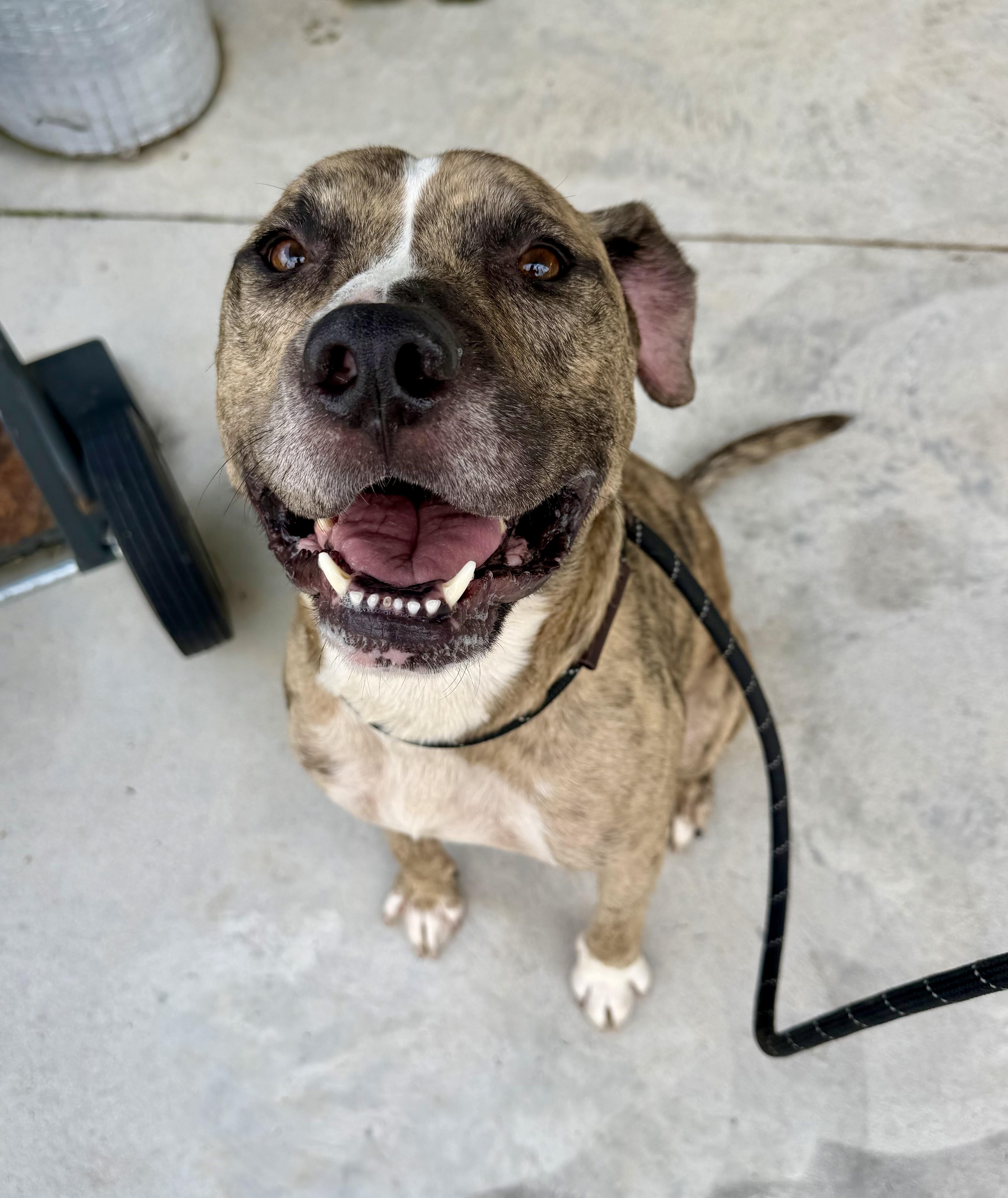 Enlarge Jonah, a Adoptable mixed breed in Lancaster, SC image 1/2