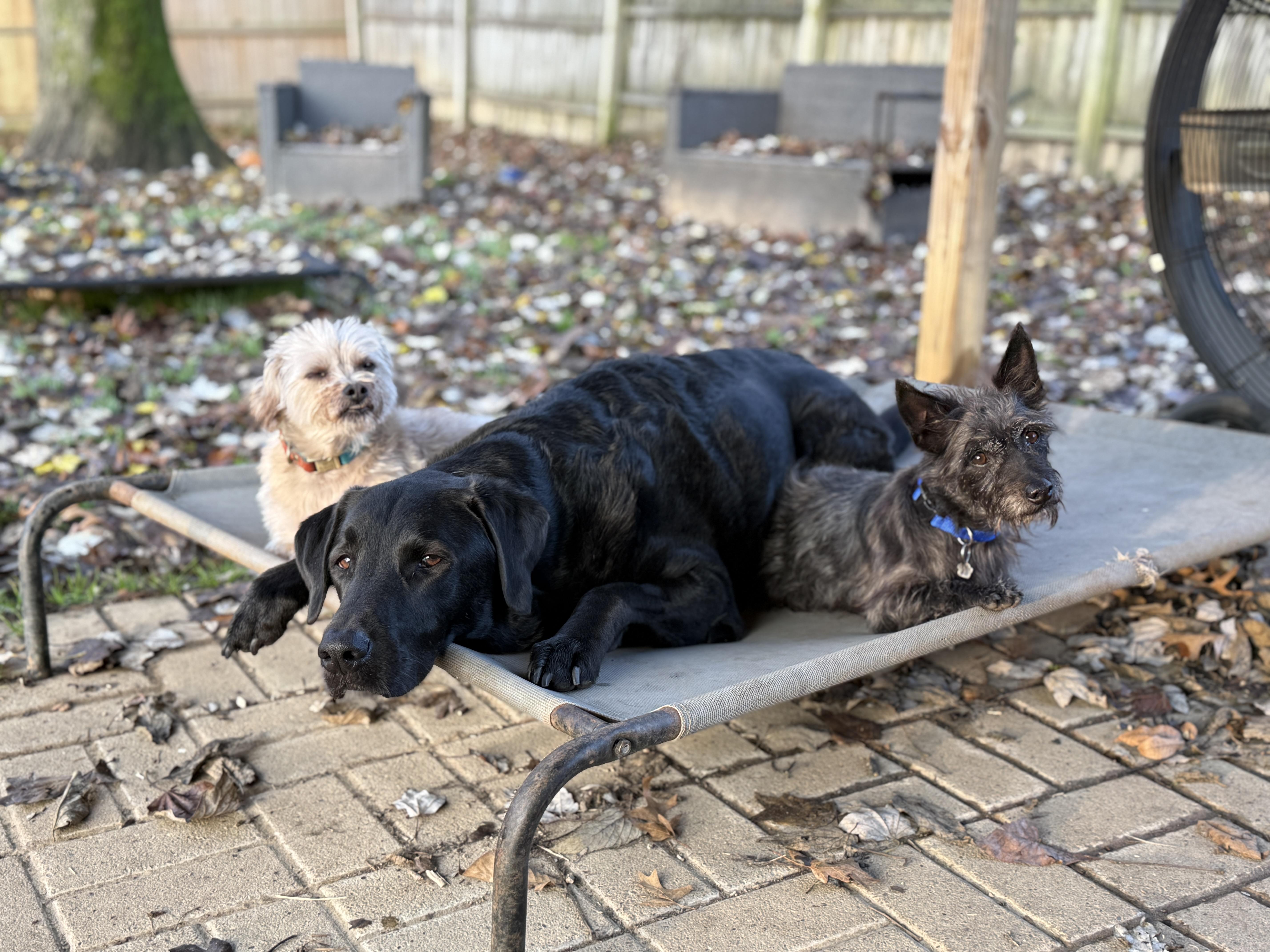 Enlarge Bajnok, an adopted mixed breed in Jeffersonville, IN image 1/6