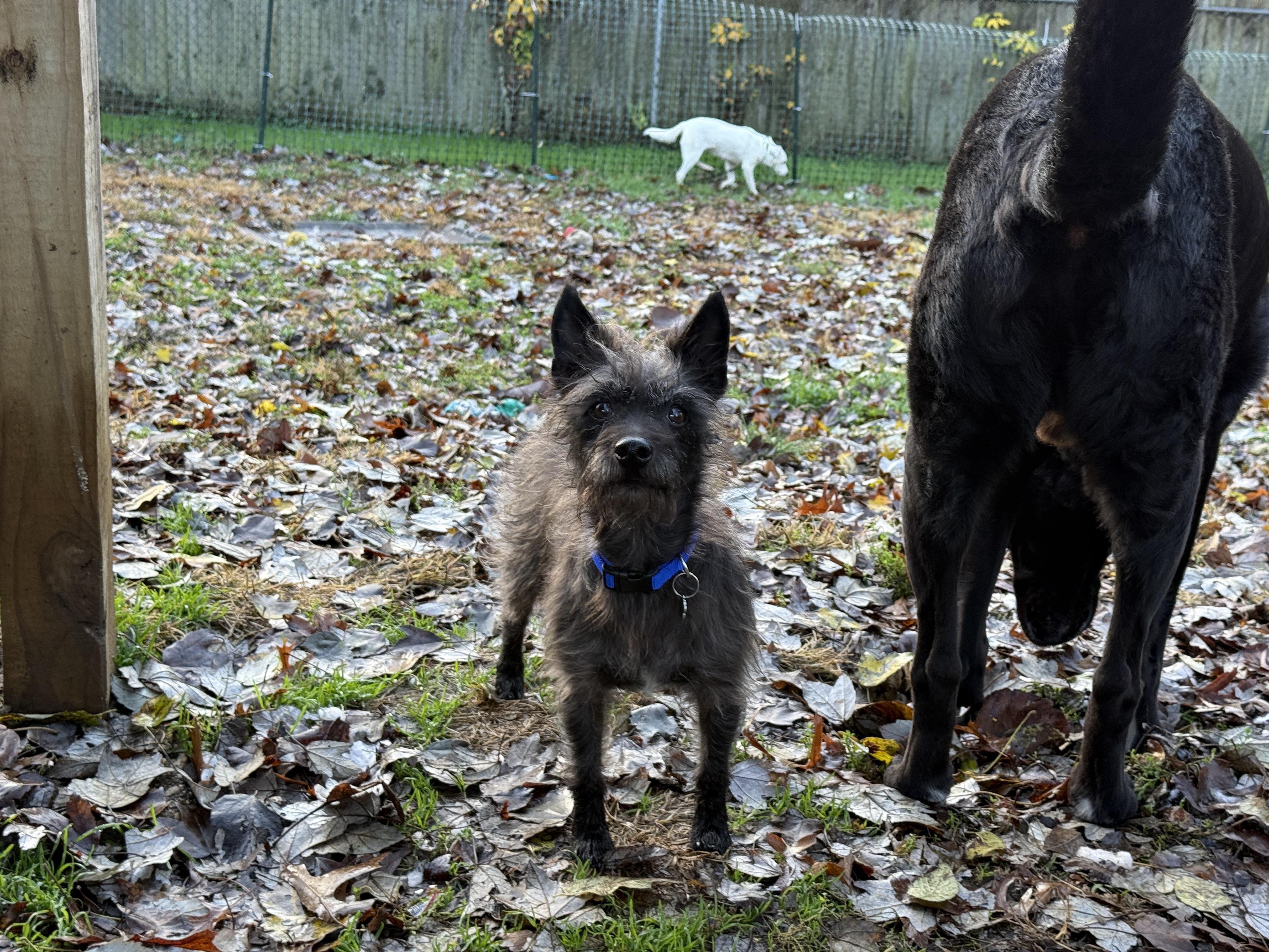Enlarge Bajnok, an adopted mixed breed in Jeffersonville, IN image 5/6