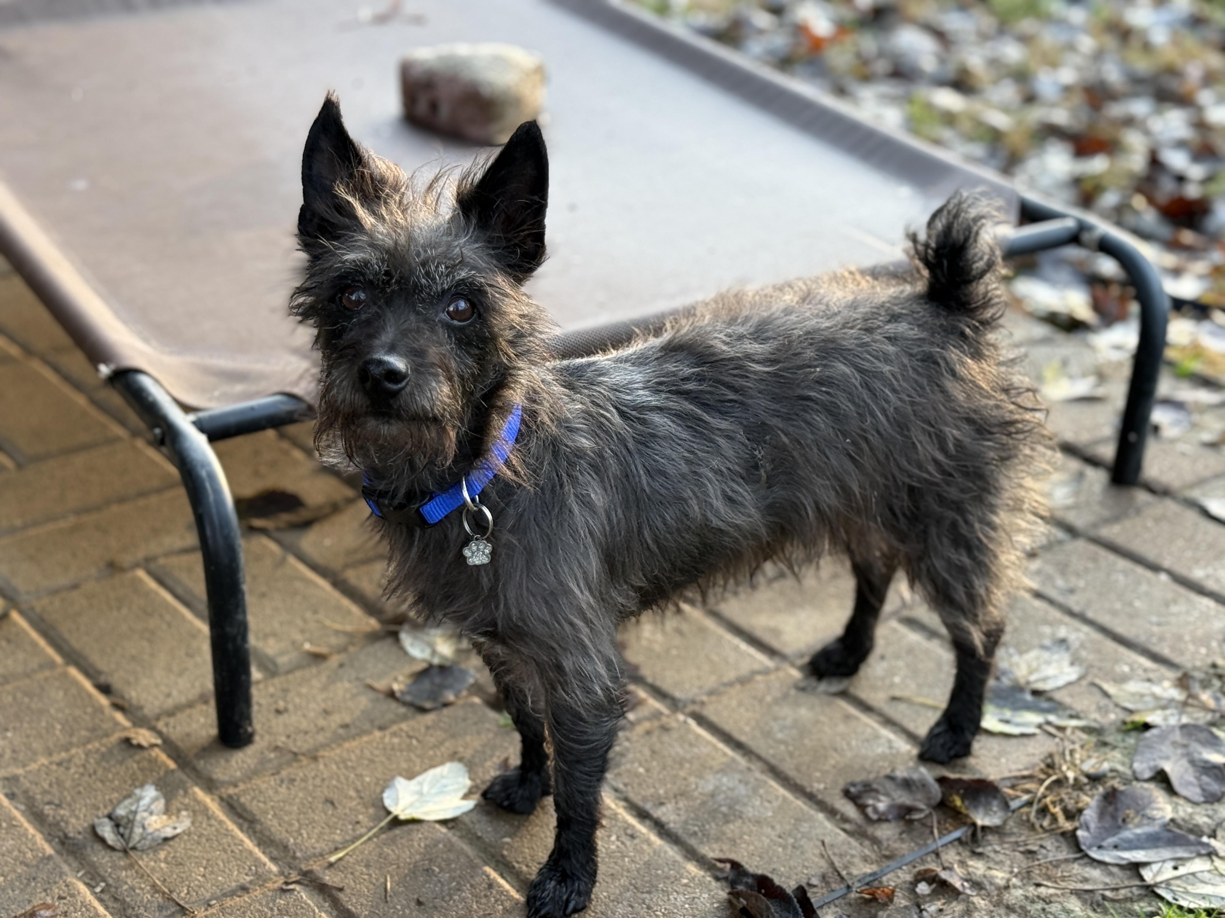 Enlarge Bajnok, an adopted mixed breed in Jeffersonville, IN image 2/6