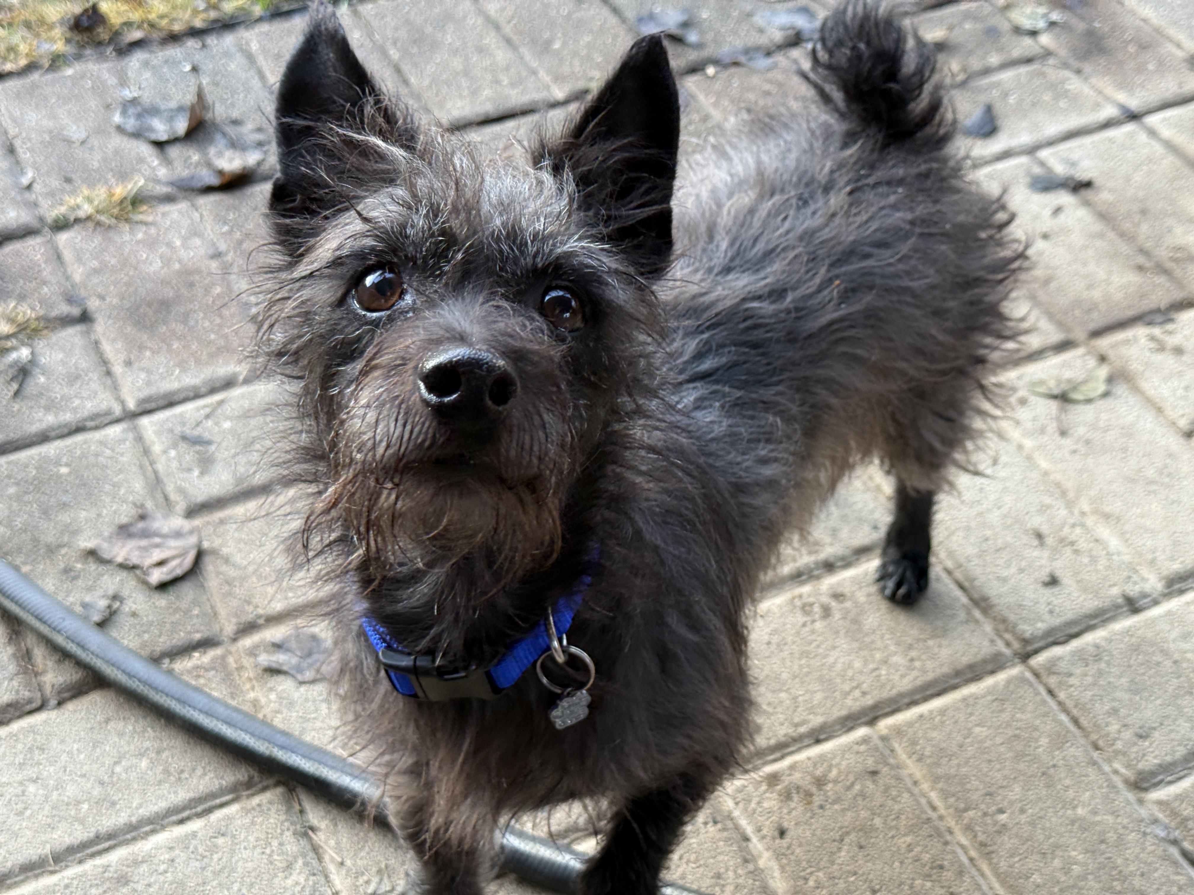 Enlarge Bajnok, an adopted mixed breed in Jeffersonville, IN image 6/6