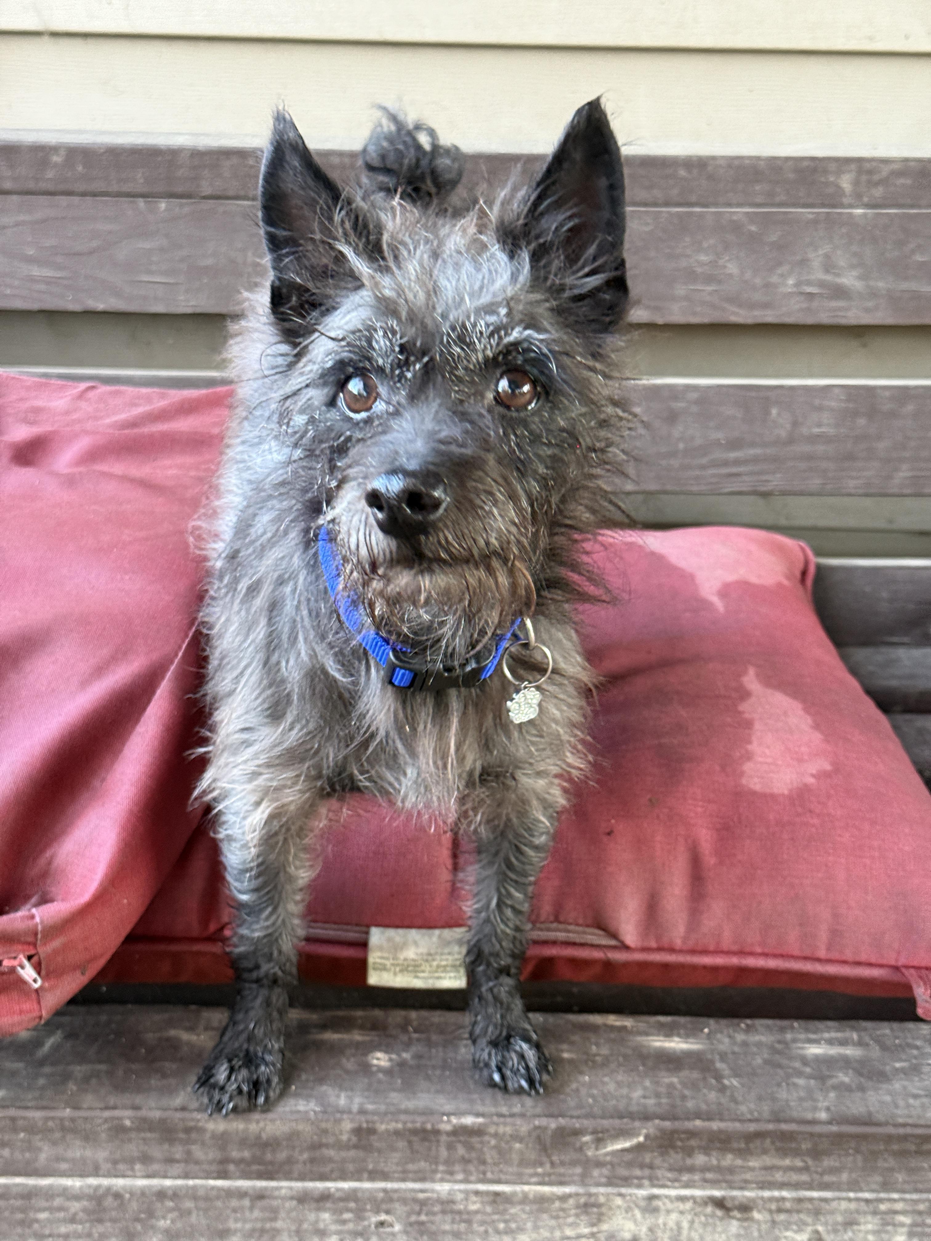 Enlarge Bajnok, an adopted mixed breed in Jeffersonville, IN image 3/6