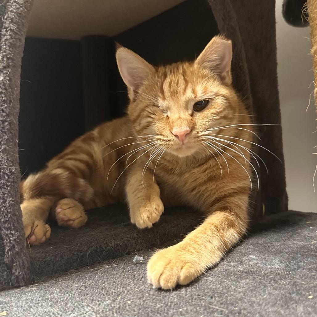 Angela, Adoptable, Young Female Domestic Short Hair.