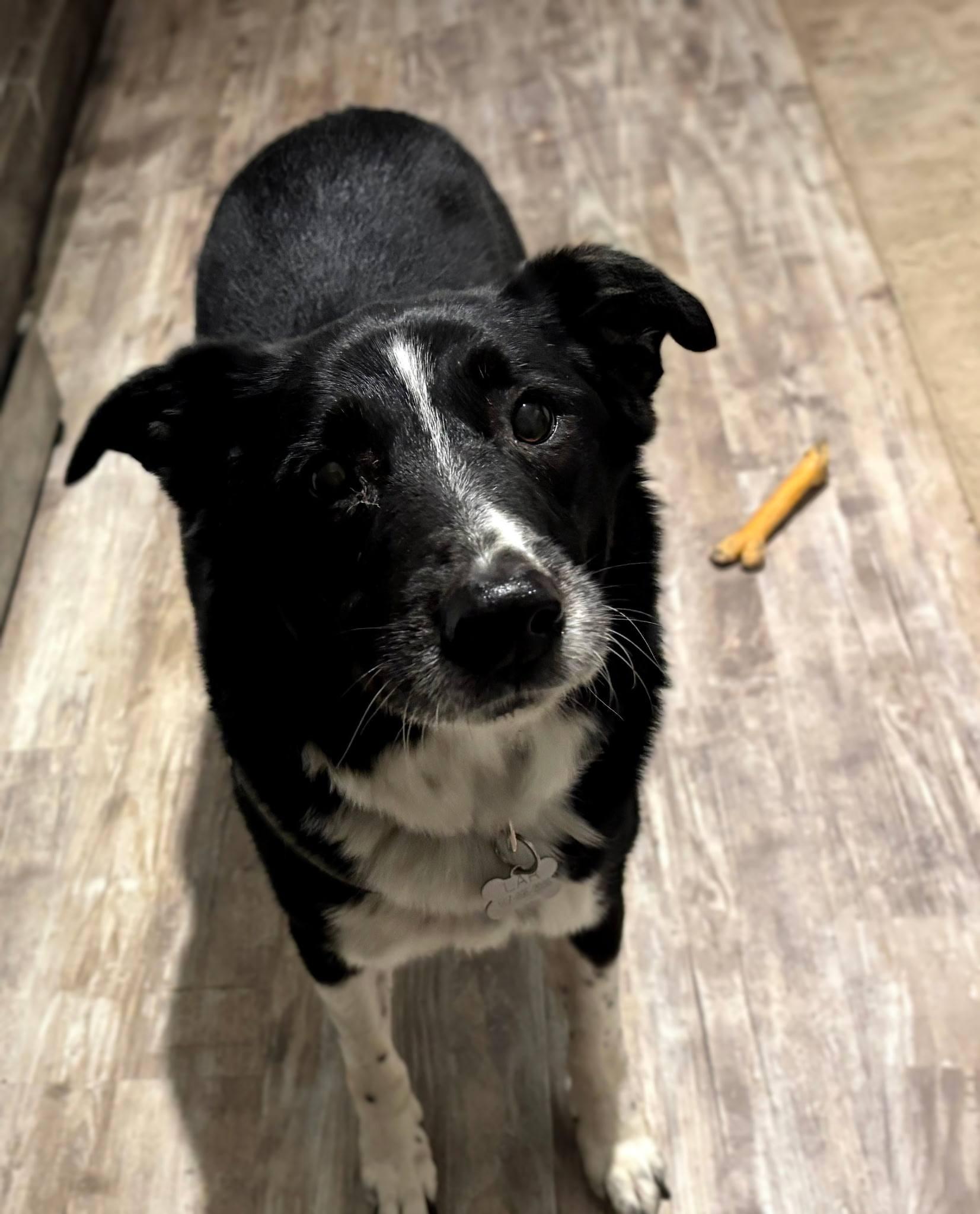 Enlarge Justin, an adopted mixed breed in La Crescent, MN image 1/2