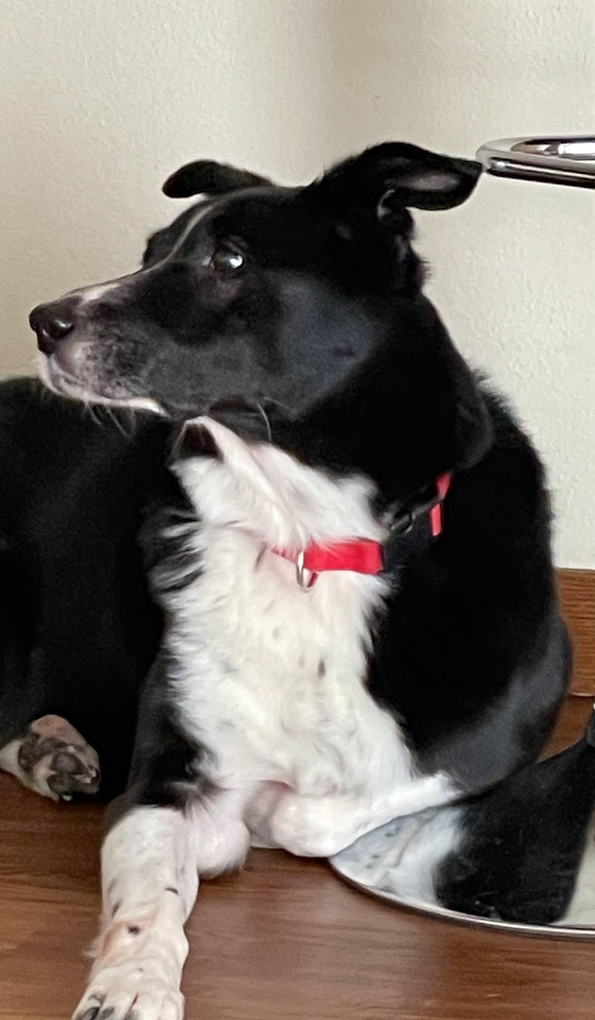 Enlarge Justin, an adopted mixed breed in La Crescent, MN image 2/2