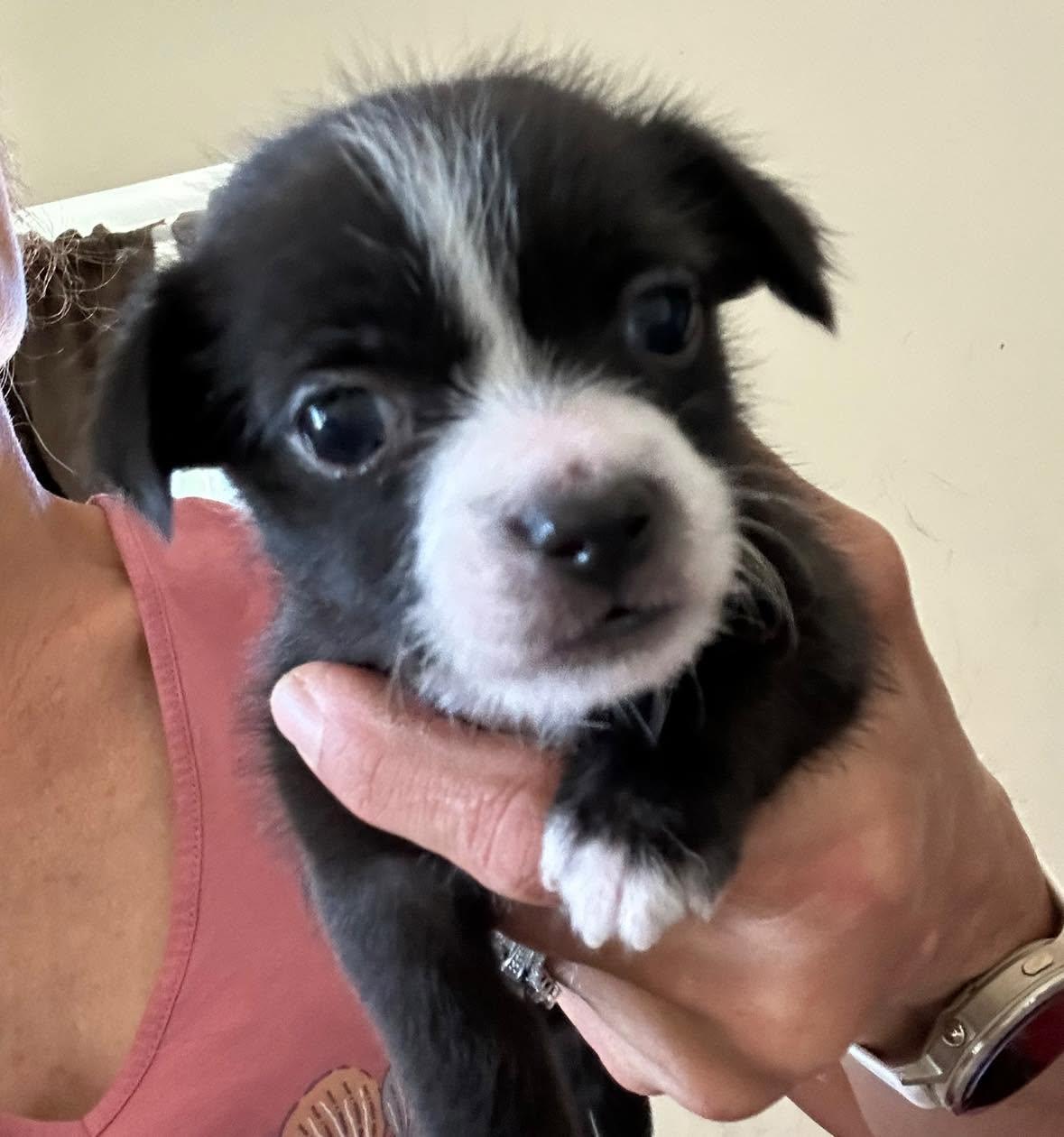 Shih Tzu/Terrier mix boy, Adoptable, Puppy Male Shih Tzu & Terrier.