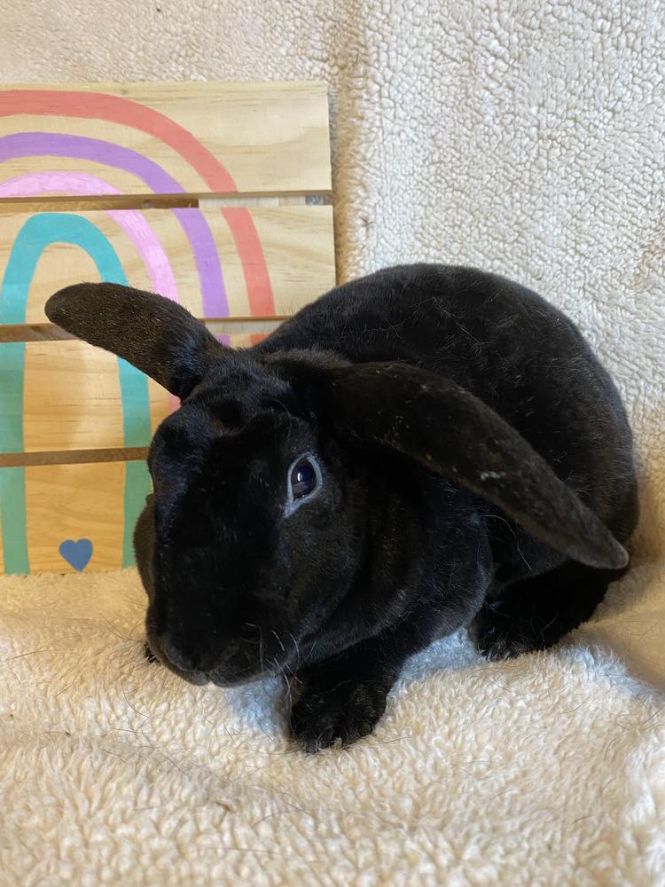 Promise and Shadow, Adoptable, Adult Female Rex.