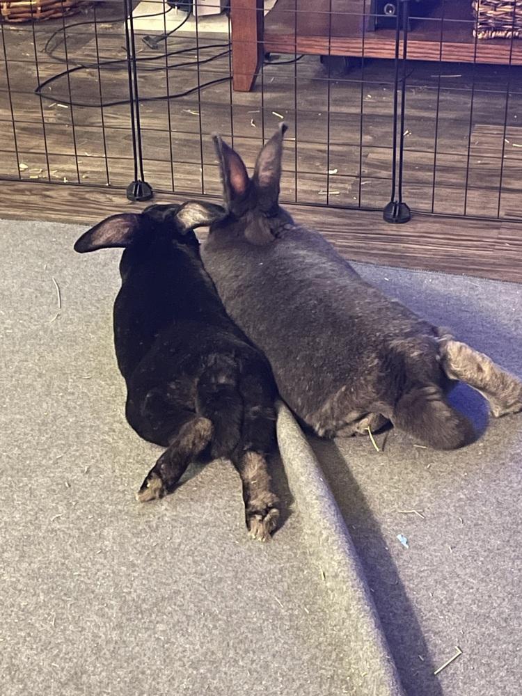 Enlarge Promise and Shadow, a Adoptable mixed breed in Naples, FL image 2/6