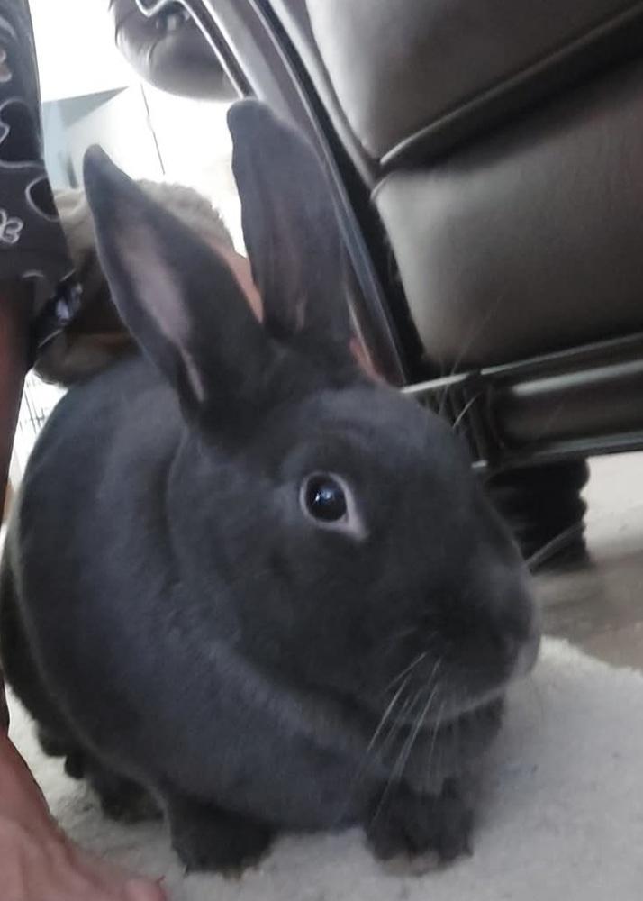 Enlarge Promise and Shadow, a Adoptable mixed breed in Naples, FL image 3/6