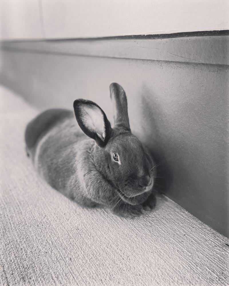 Enlarge Promise and Shadow, a Adoptable mixed breed in Naples, FL image 4/6