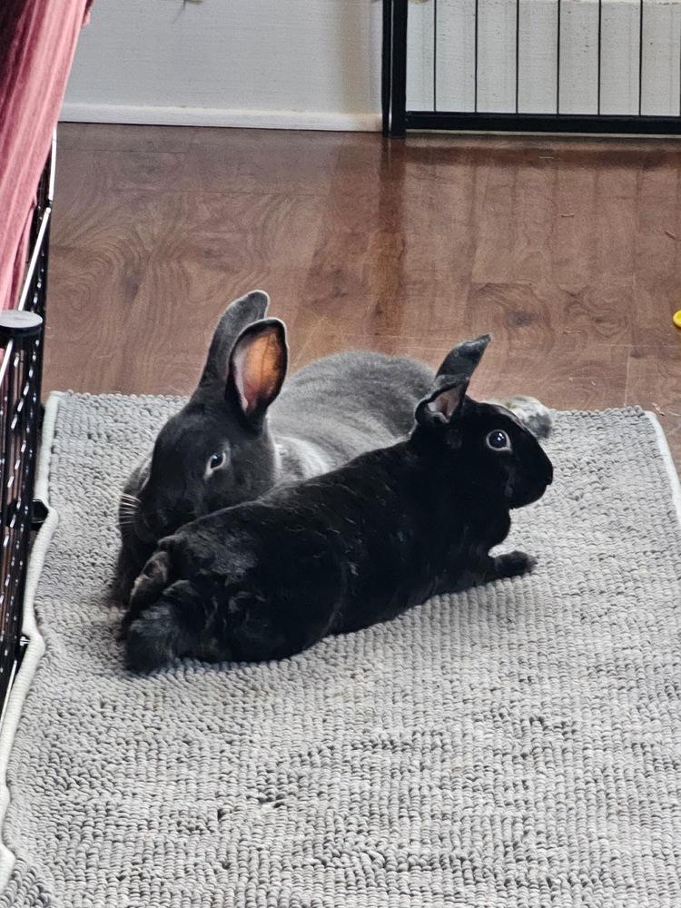 Enlarge Promise and Shadow, a Adoptable mixed breed in Naples, FL image 5/6