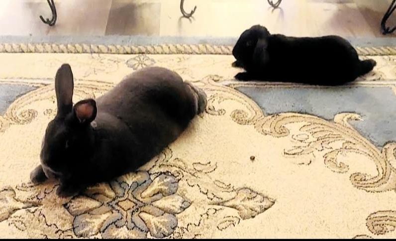 Enlarge Promise and Shadow, a Adoptable mixed breed in Naples, FL image 6/6