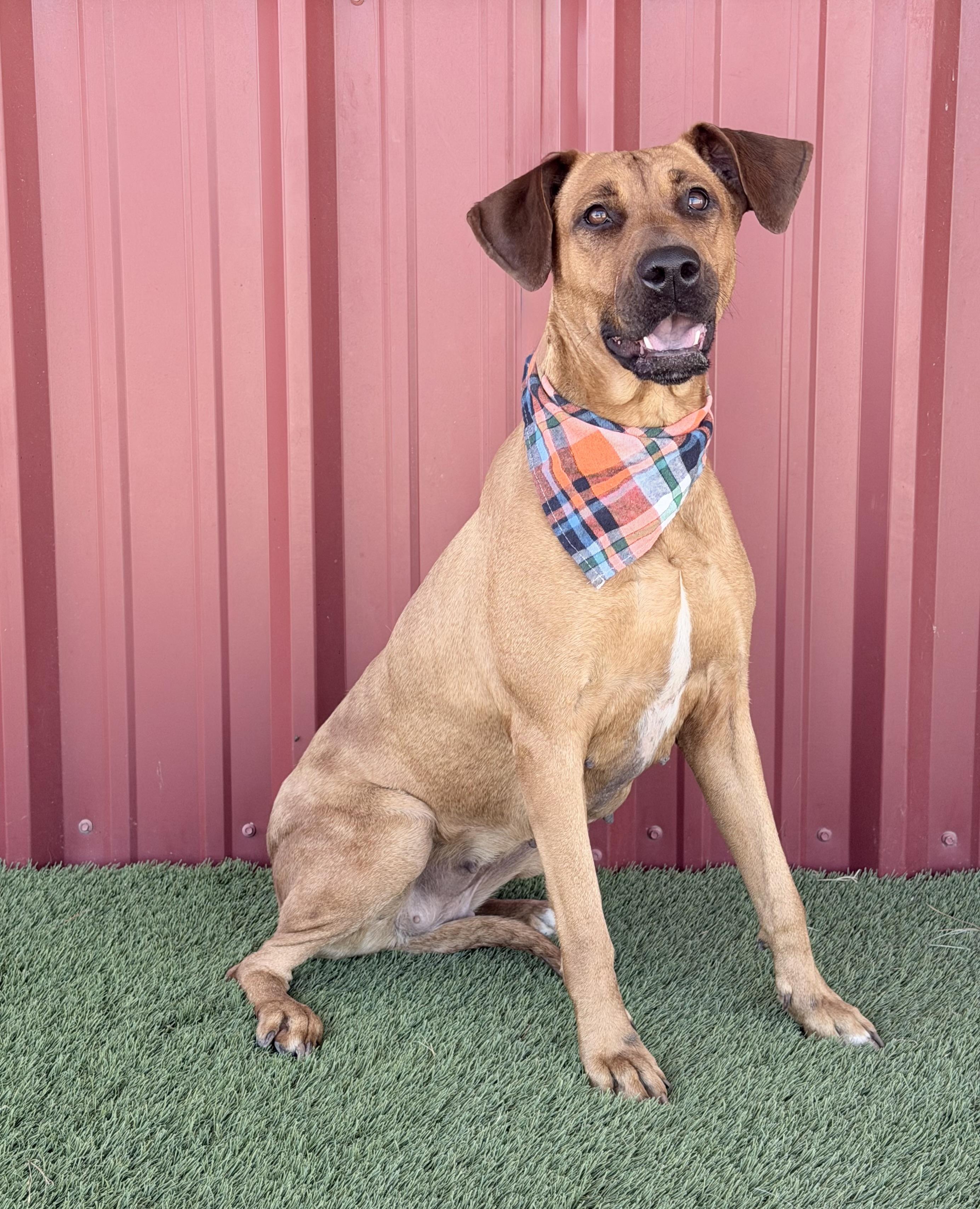 Enlarge Evie Mae, a Adoptable mixed breed in Lubbock, TX image 6/6