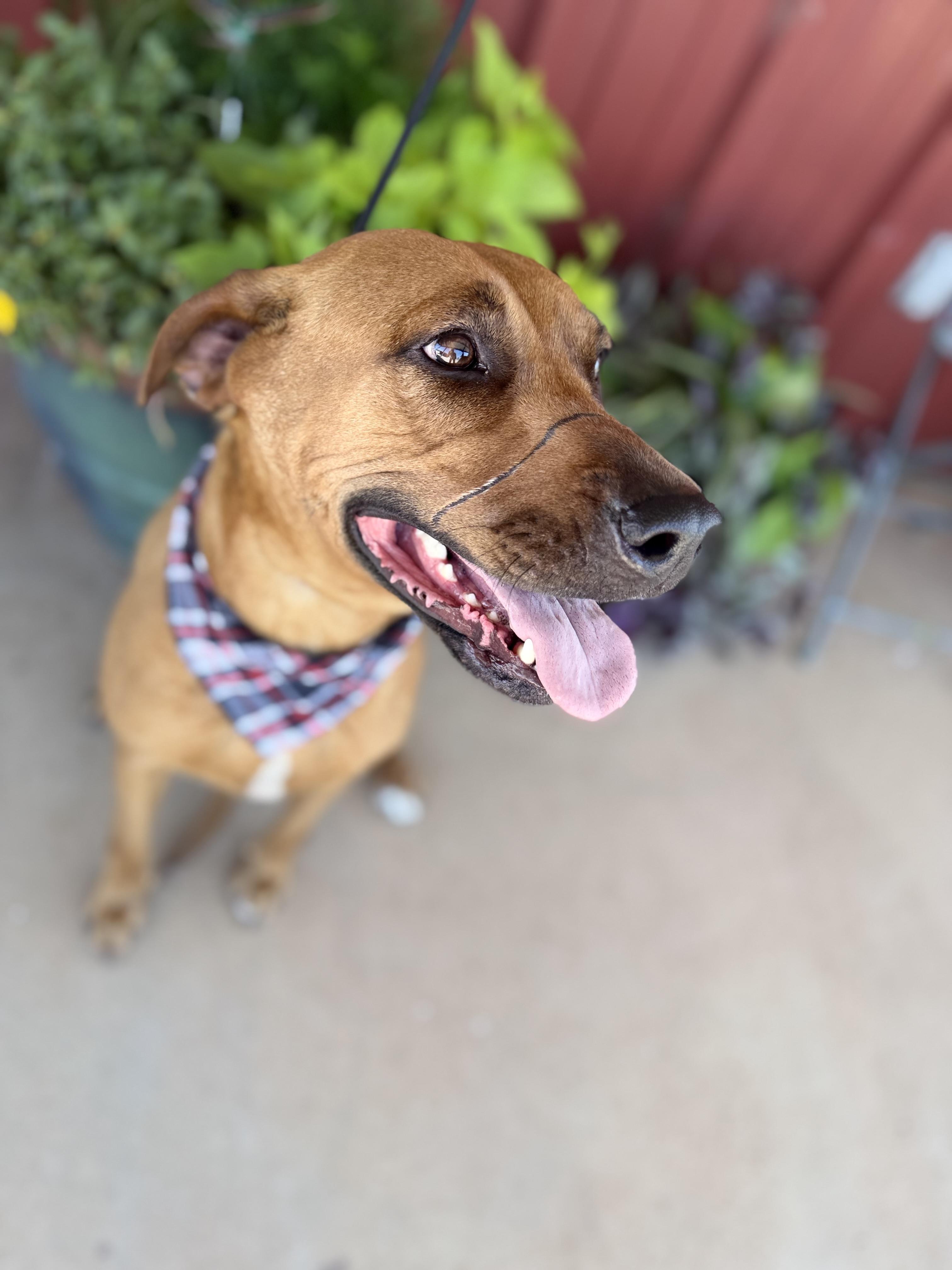 Enlarge Evie Mae, a Adoptable mixed breed in Lubbock, TX image 5/6